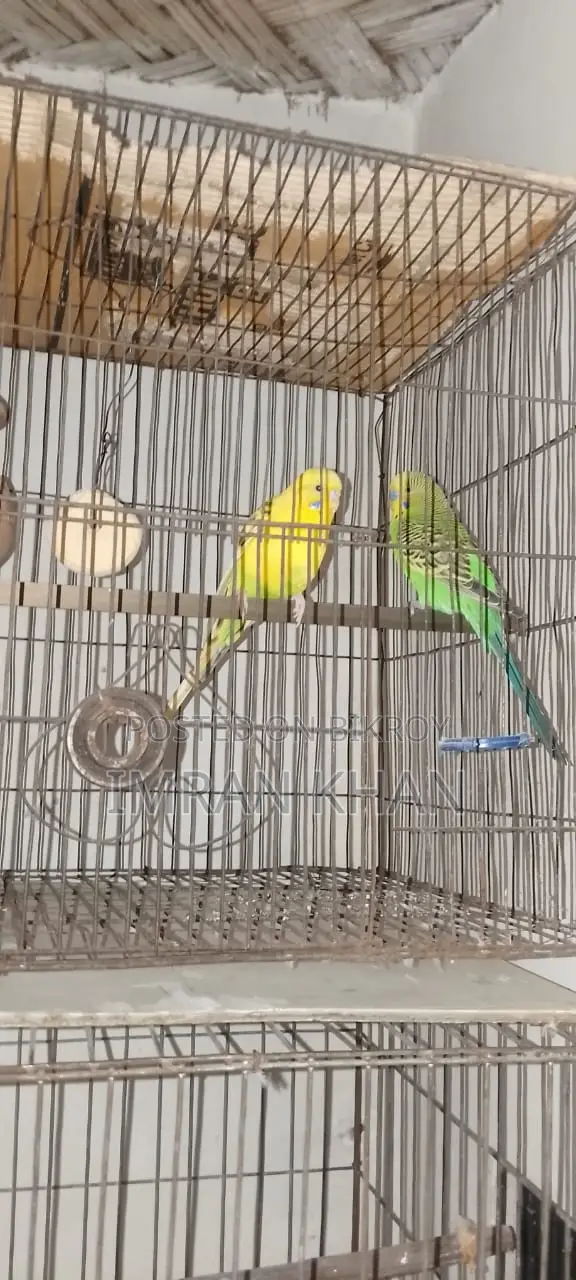 রানিং বাজরিগার পাখি
