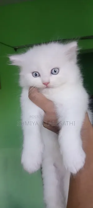 1-3 months Female Purebred Persian
