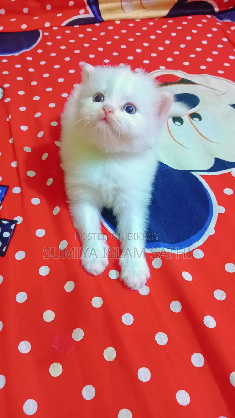 1-3 months Female Purebred Persian