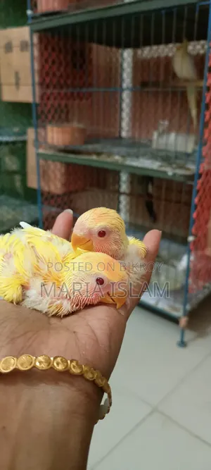 লাভ বার্ড বেবি