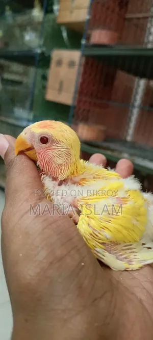 লাভ বার্ড বেবি