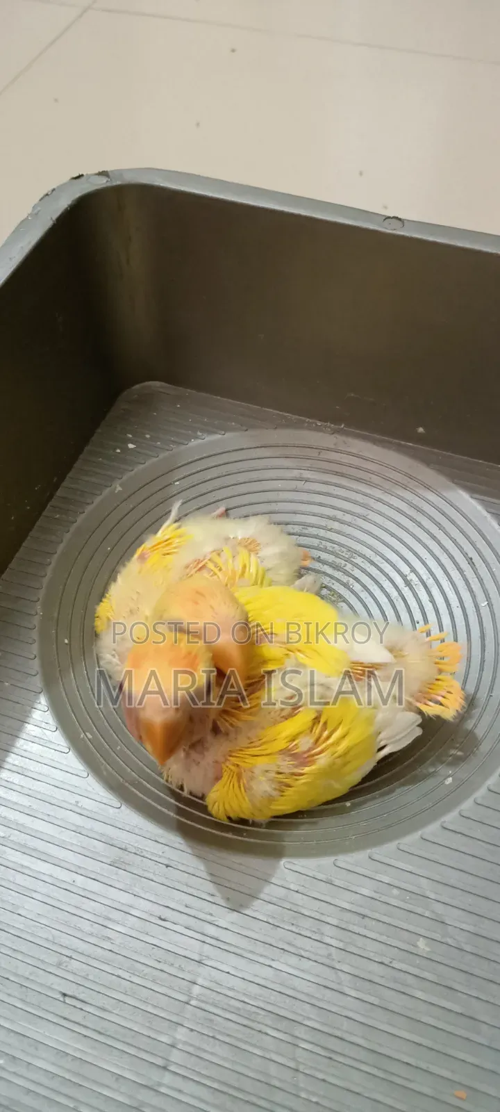 লাভ বার্ড বেবি
