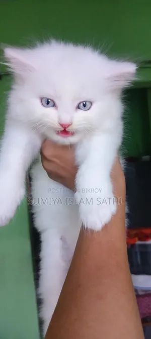 1-3 months Female Purebred Persian