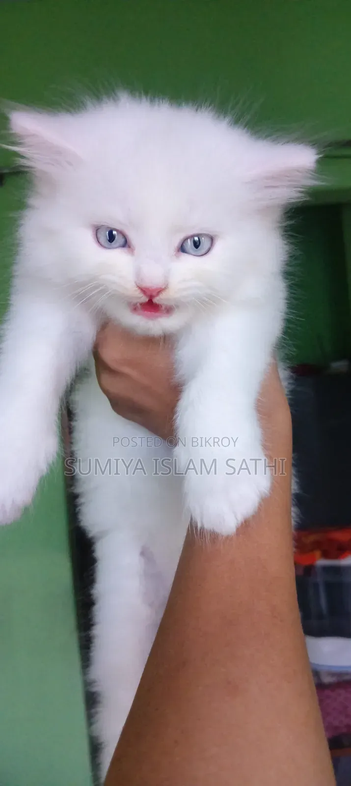 1-3 months Female Purebred Persian