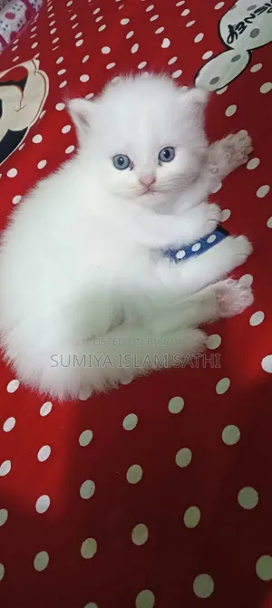 1-3 months Female Purebred Persian