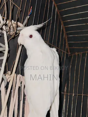 বড় সাইজের আলবিনো ফিমেল ককাটেল