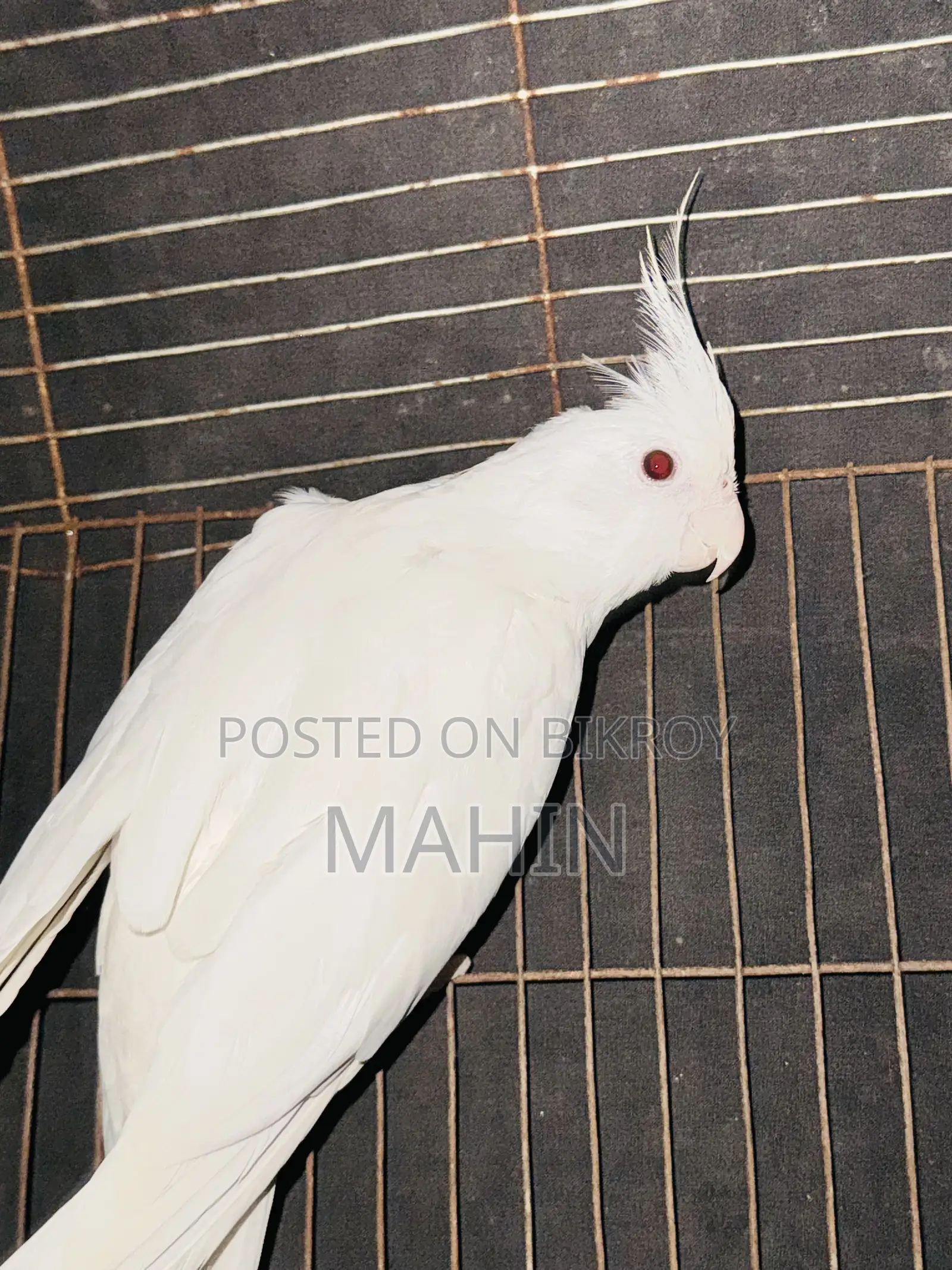 বড় সাইজের আলবিনো ফিমেল ককাটেল