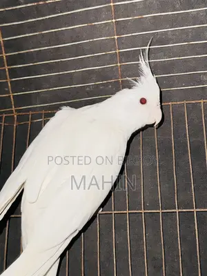 বড় সাইজের আলবিনো ফিমেল ককাটেল
