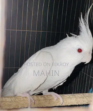 বড় সাইজের আলবিনো ফিমেল ককাটেল
