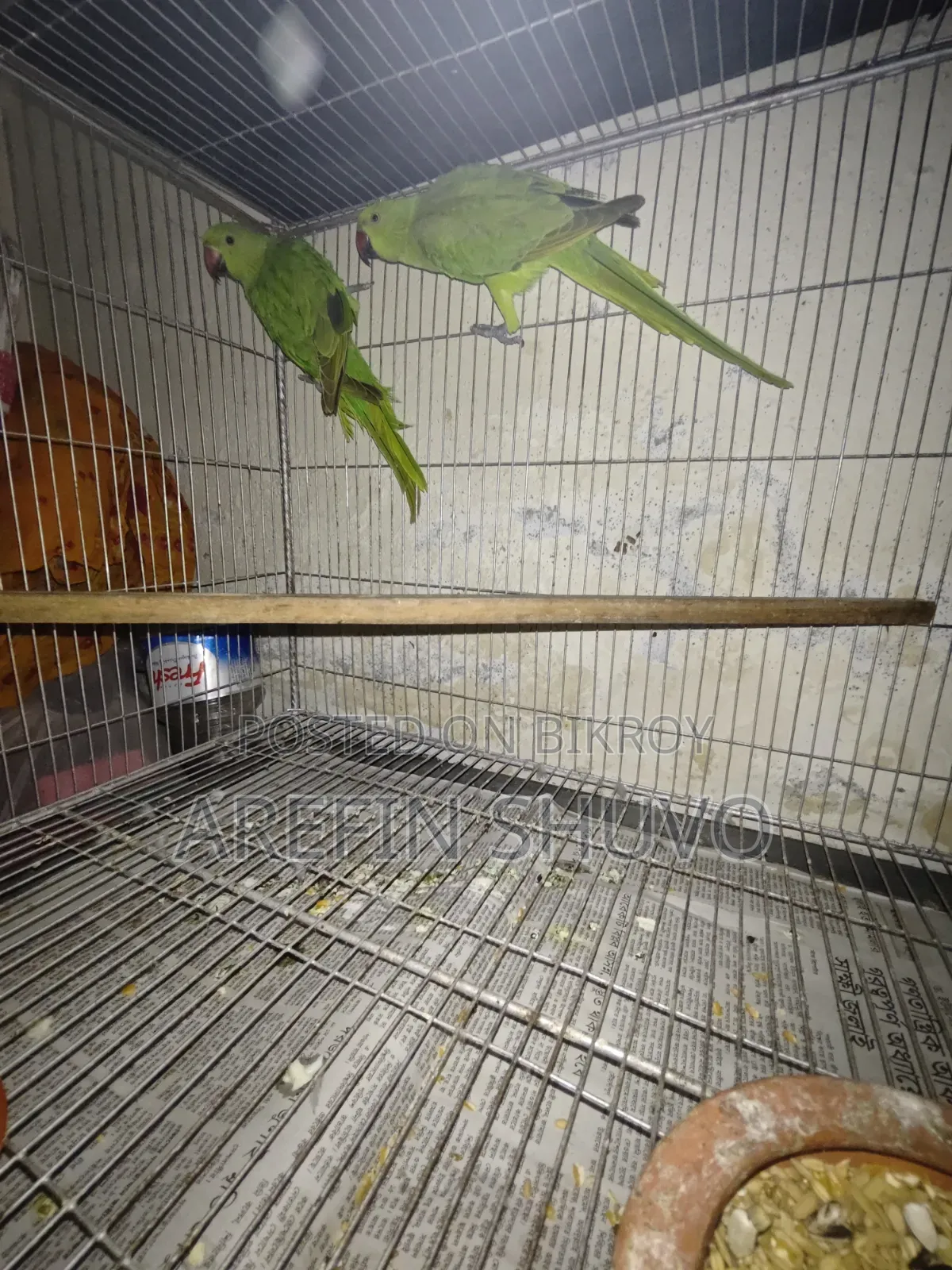 ১ জোড়া রিংনেক বিক্রি হবে