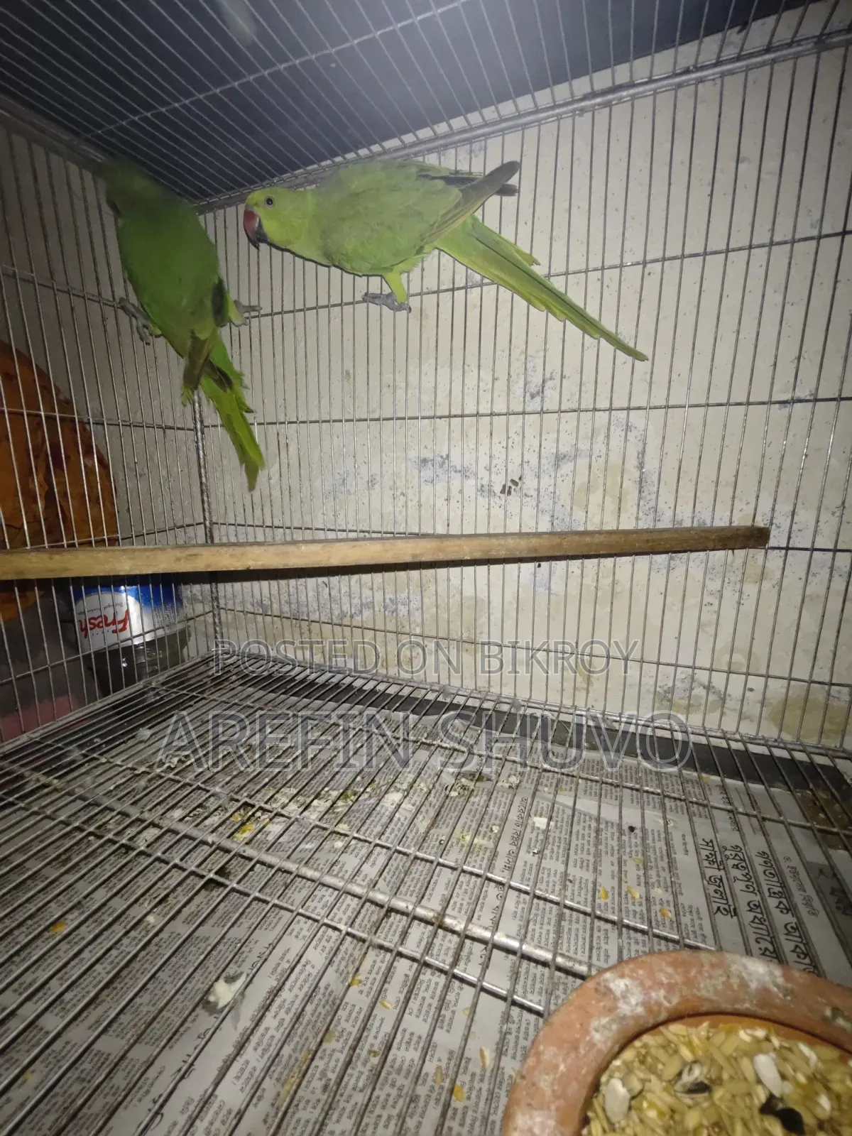 ১ জোড়া রিংনেক বিক্রি হবে