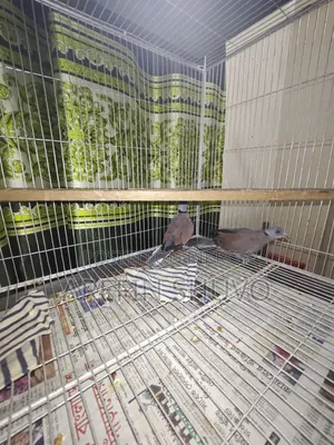 ১জোড়া রাজ ঘুঘু বিক্রি হবে