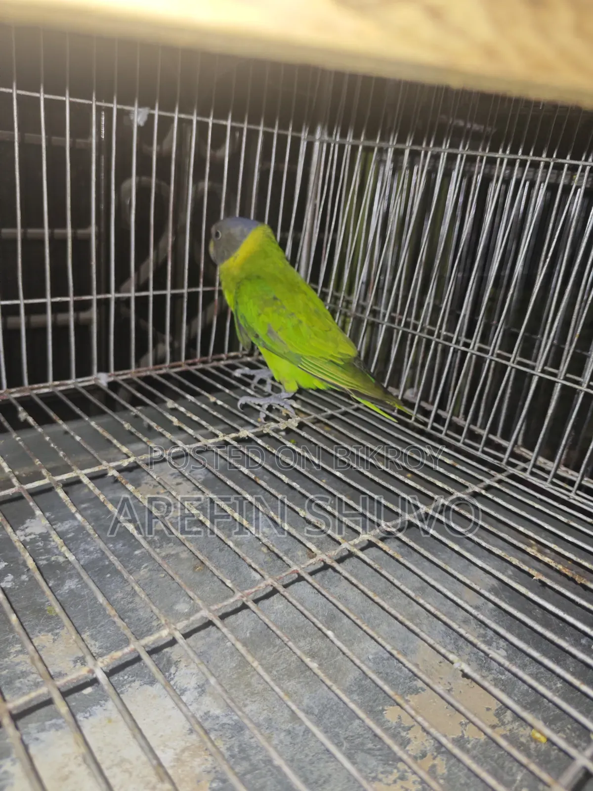 ১ পিস হীরামন টিয়া পাখি বিক্রি হবে