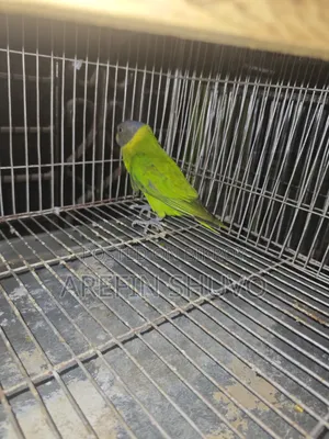 ১ পিস হীরামন টিয়া পাখি বিক্রি হবে