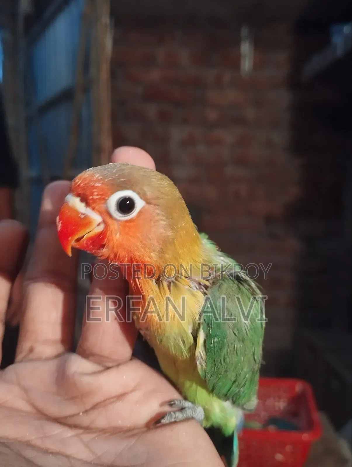 টেম সাইজ বেবি