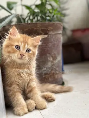 3-6 months Female Purebred Persian