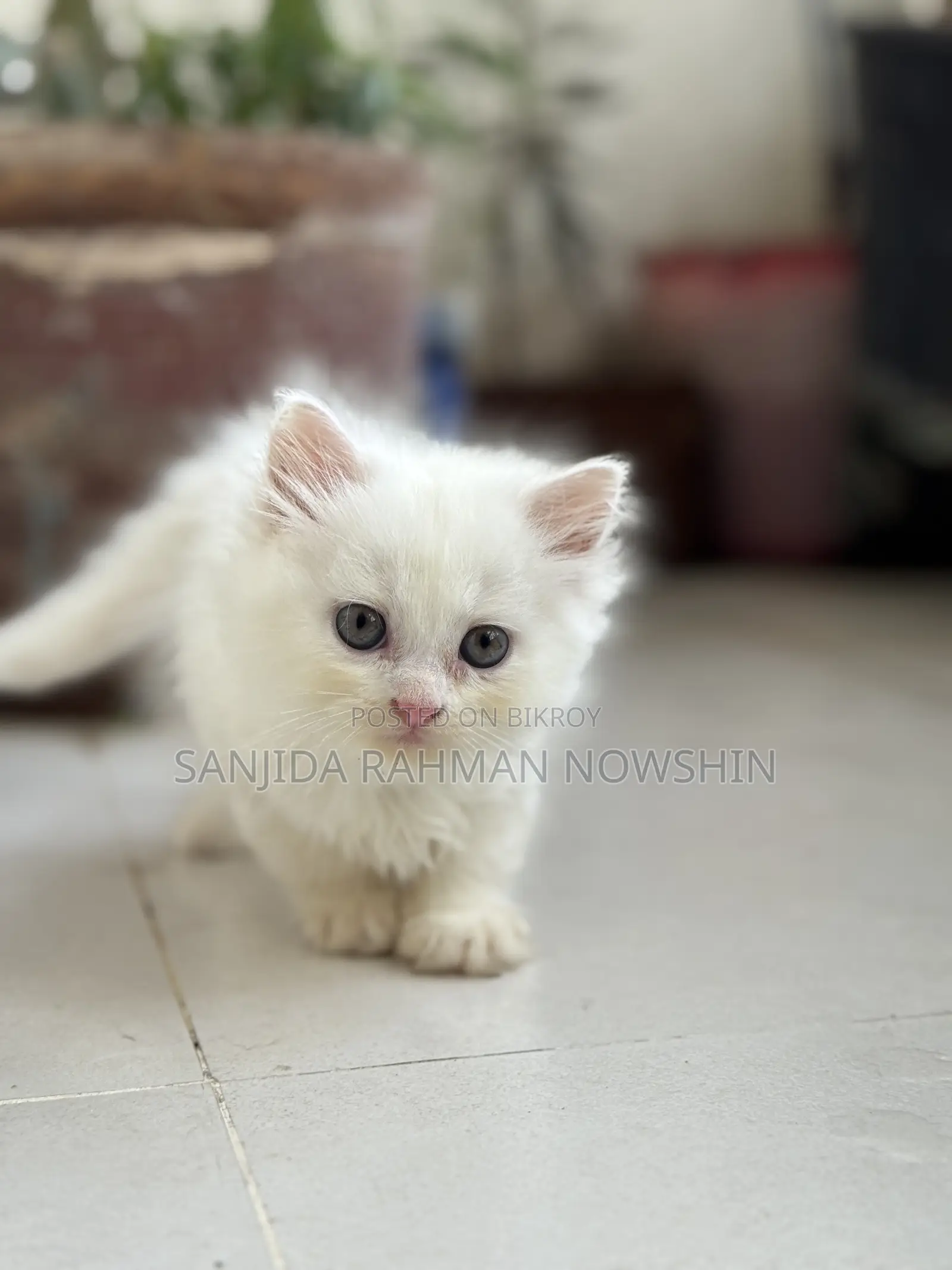3-6 months Female Purebred Persian