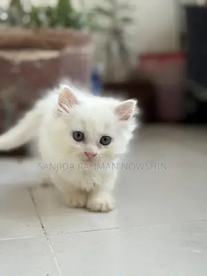 3-6 months Female Purebred Persian