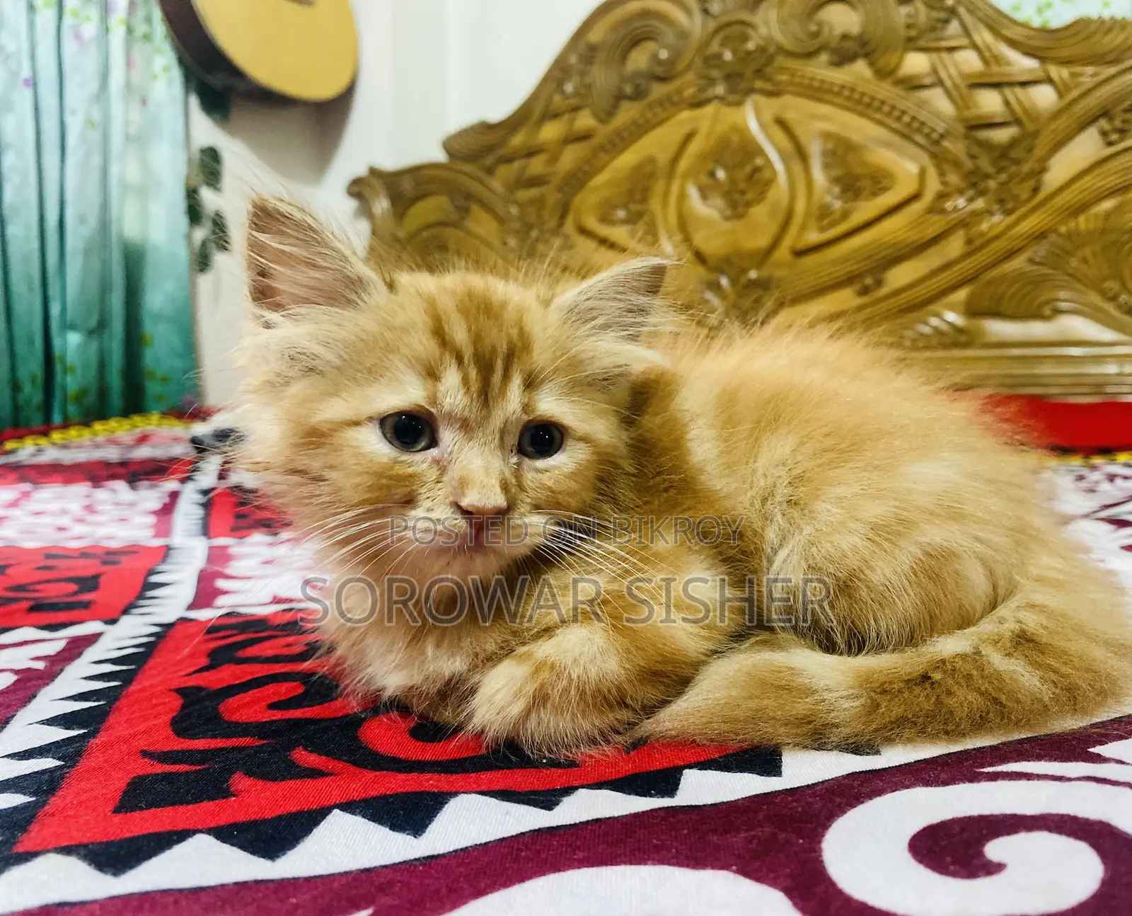 1-3 months Male Purebred Persian