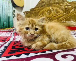 1-3 months Male Purebred Persian