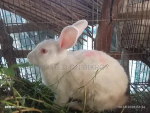 খরগোশ বিদেশি রানিং