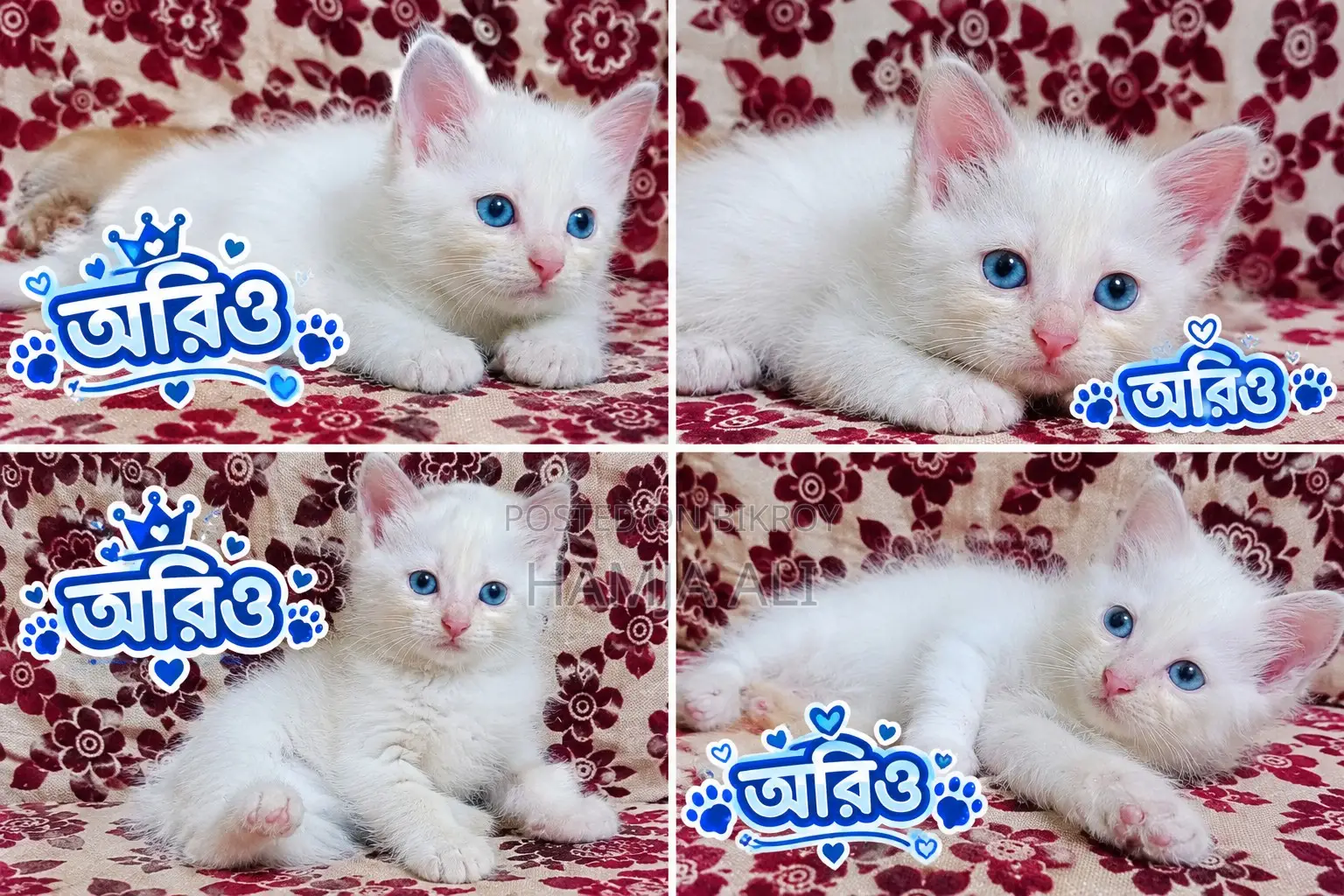 1-3 months Male Purebred Persian