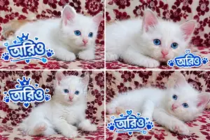 1-3 months Male Purebred Persian