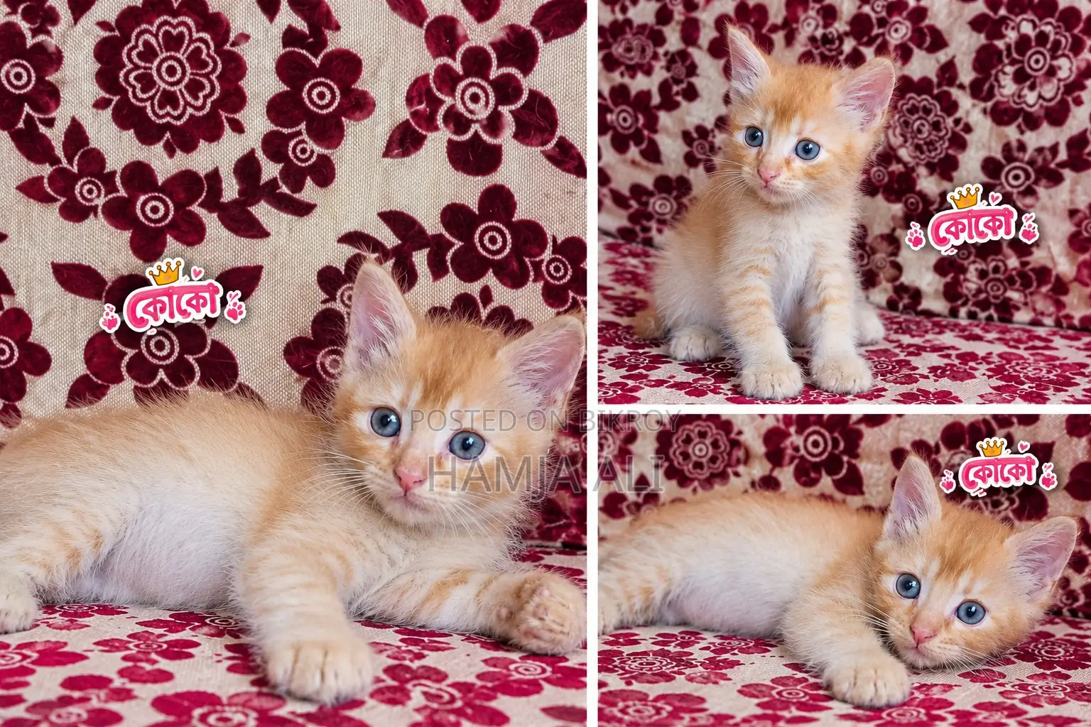 1-3 months Male Purebred Persian