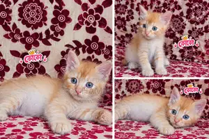 1-3 months Male Purebred Persian