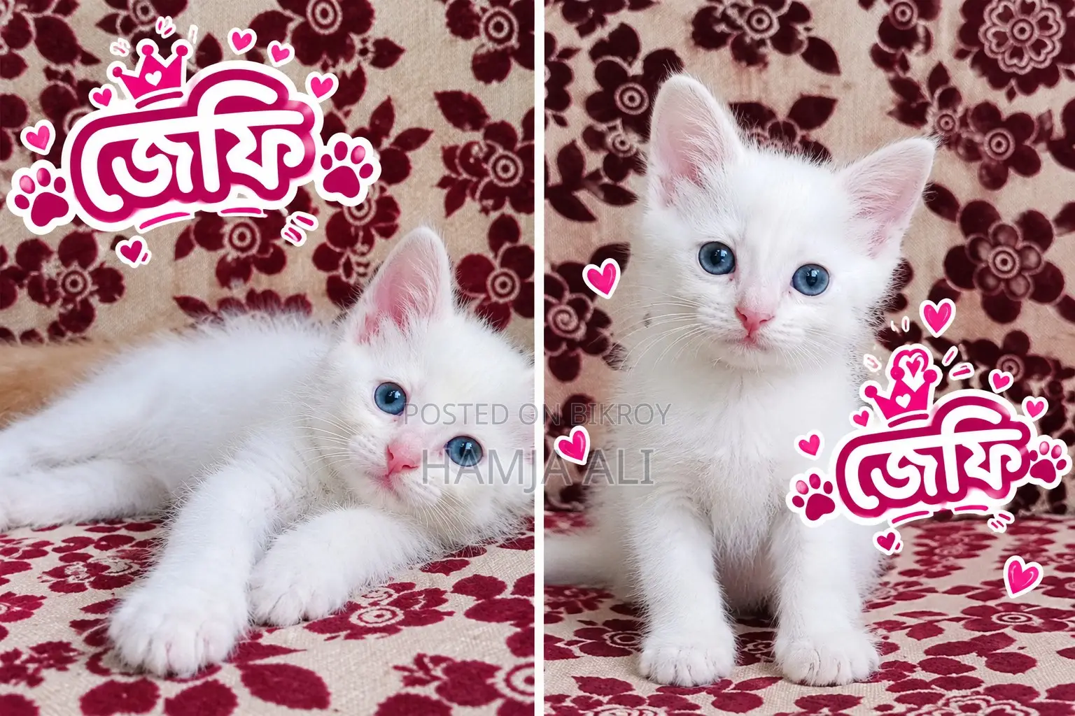 1-3 months Male Purebred Persian