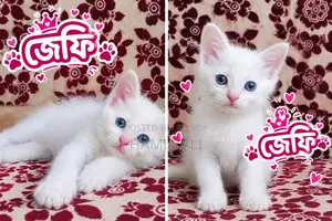 1-3 months Male Purebred Persian