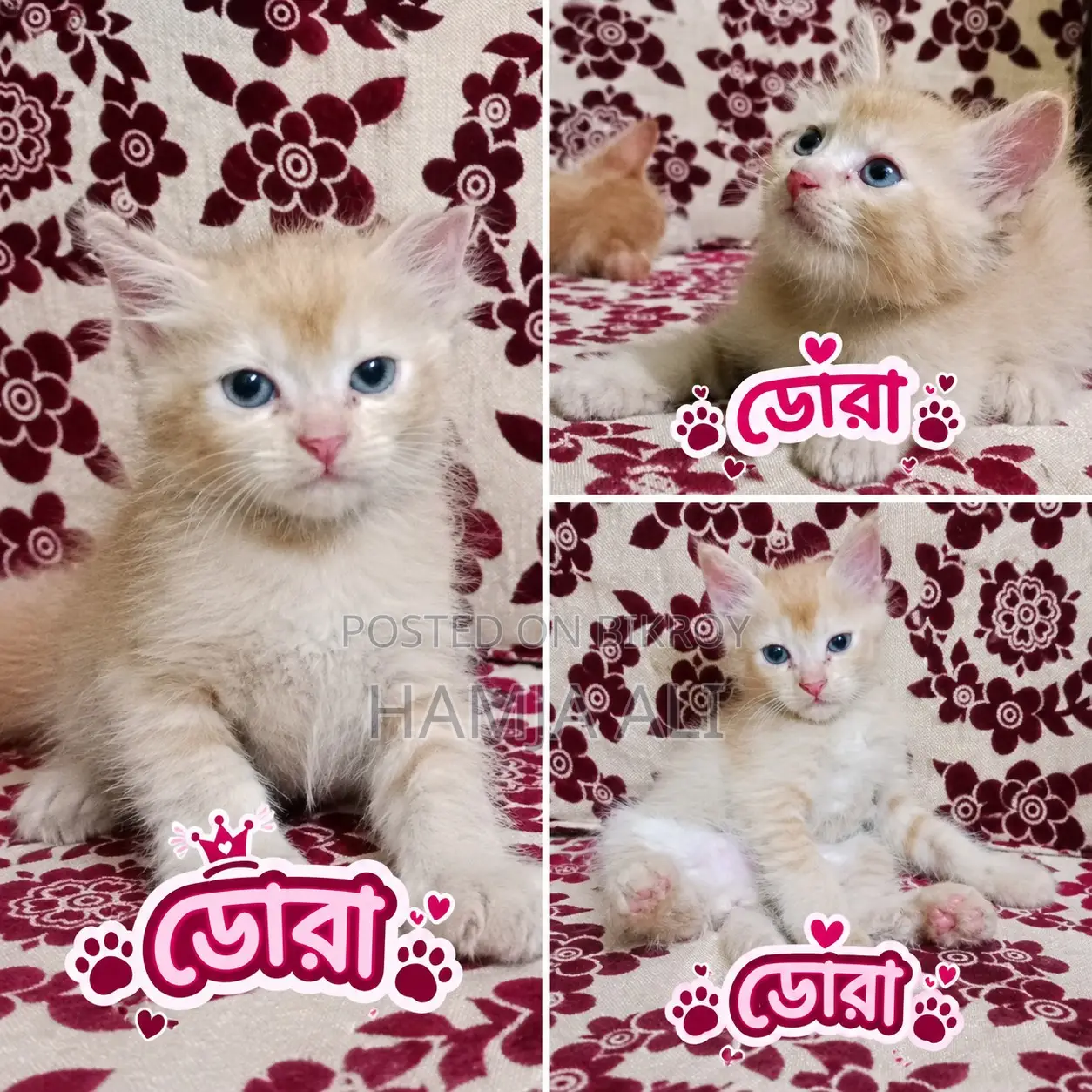1-3 months Male Purebred Persian