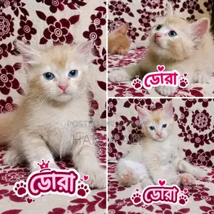 1-3 months Male Purebred Persian