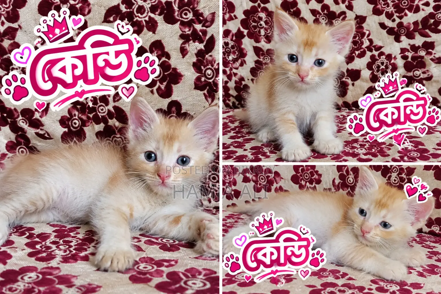 1-3 months Male Purebred Persian
