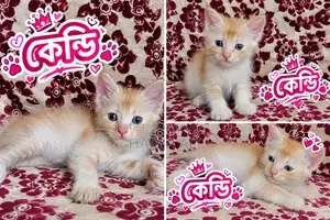 1-3 months Male Purebred Persian