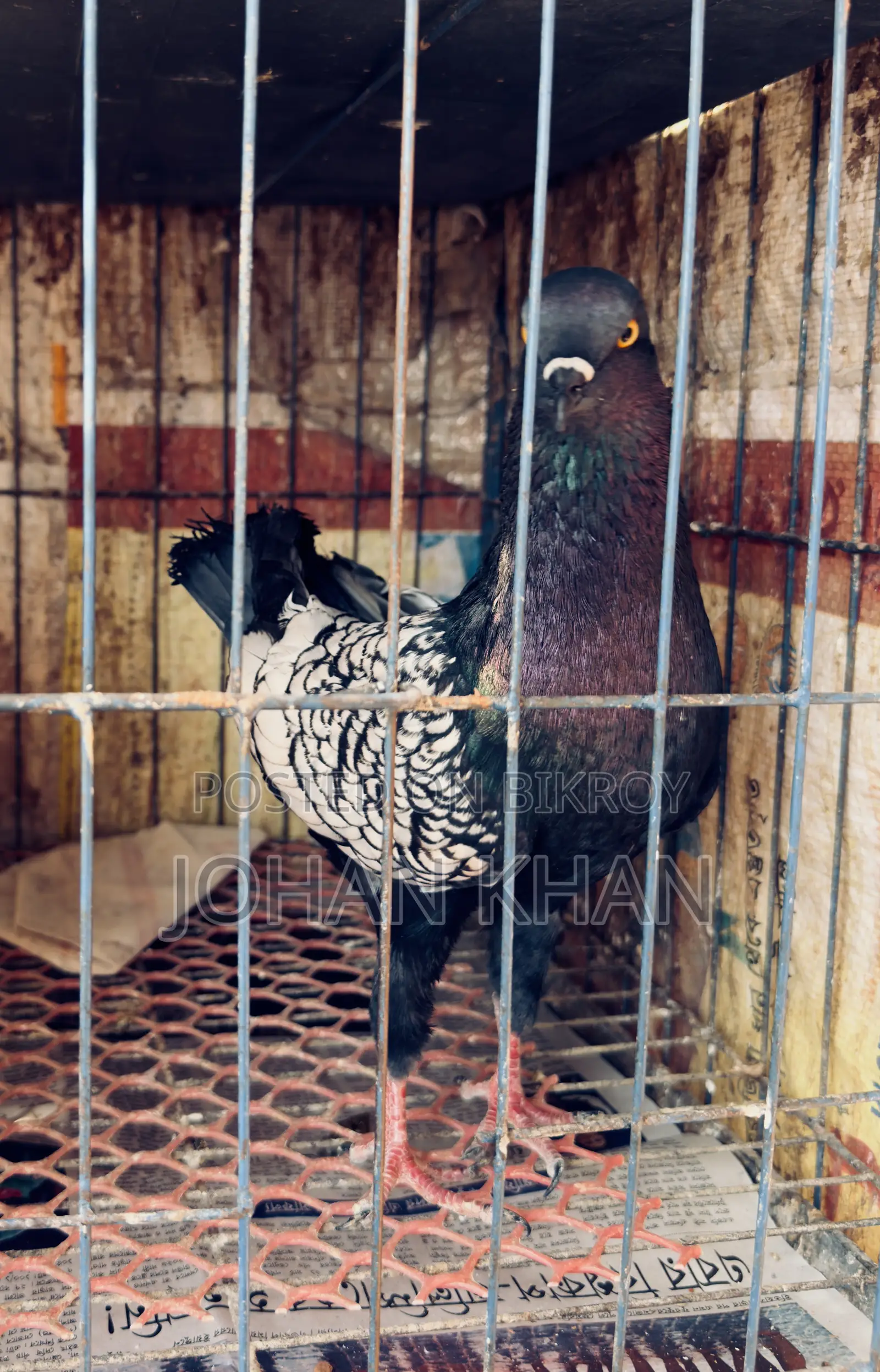 German Modern Pigeon