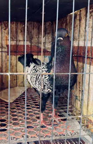 German Modern Pigeon