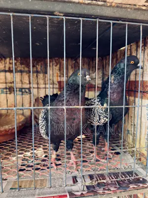 German Modern Pigeon