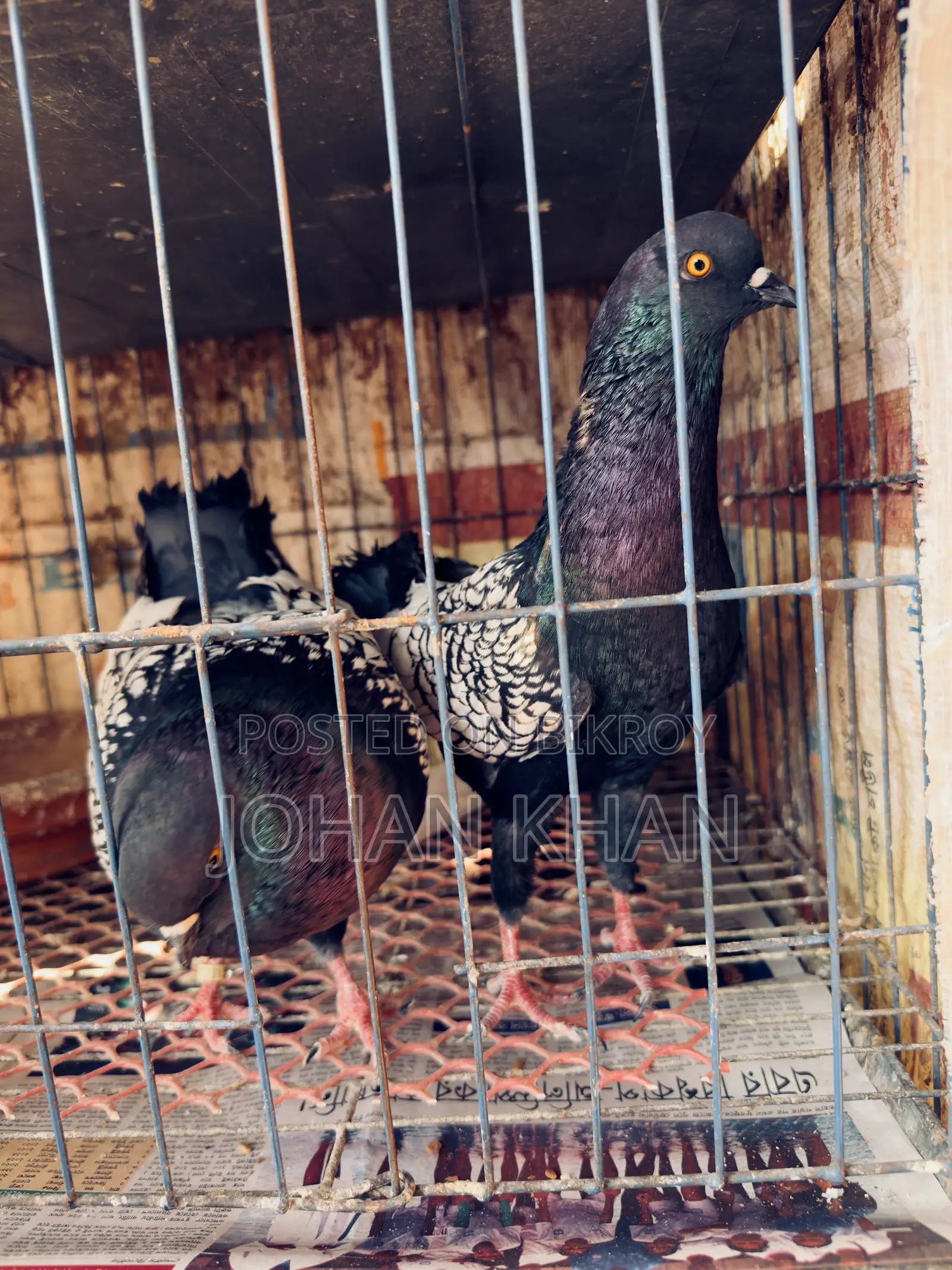 German Modern Pigeon