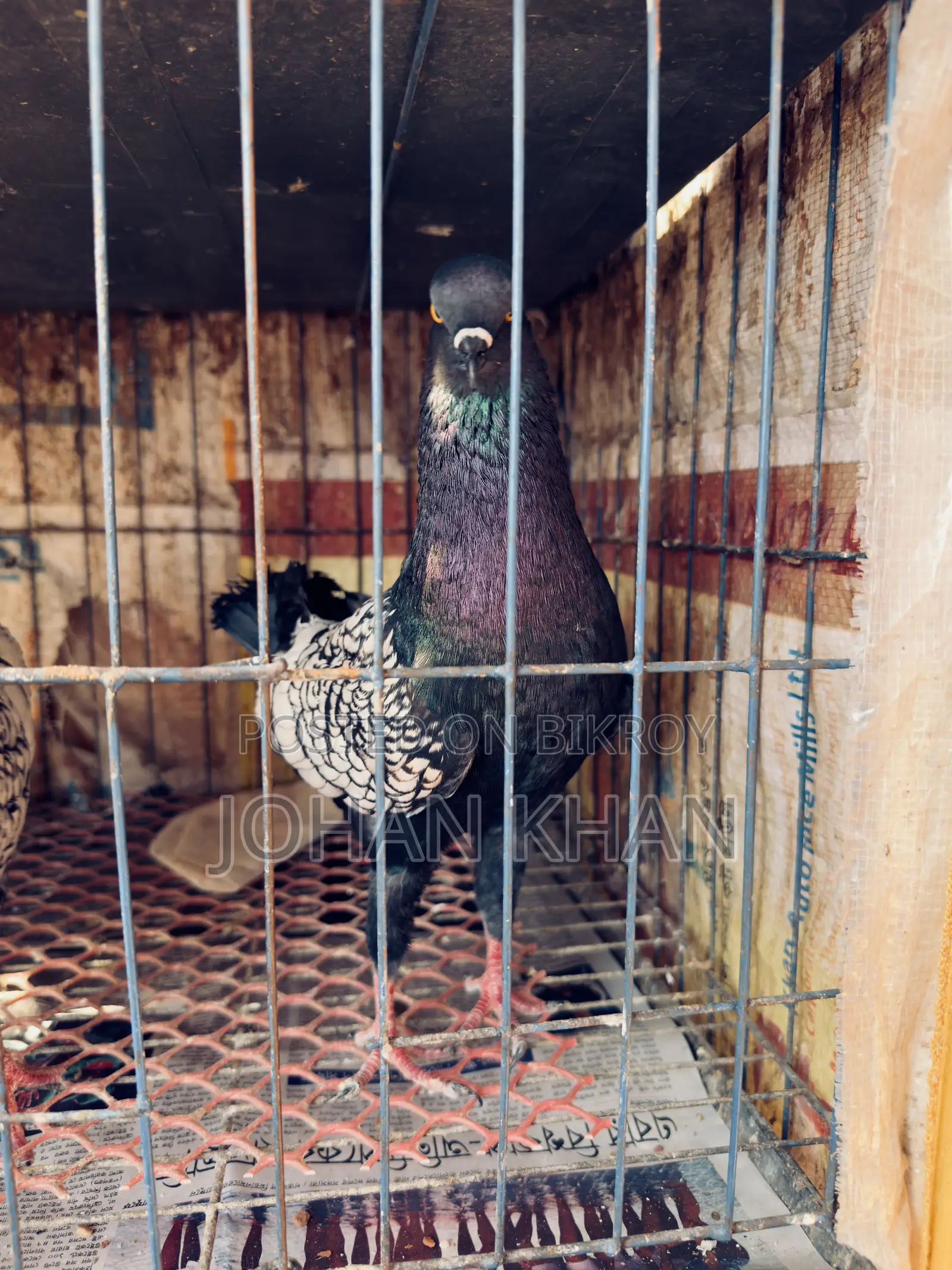 German Modern Pigeon