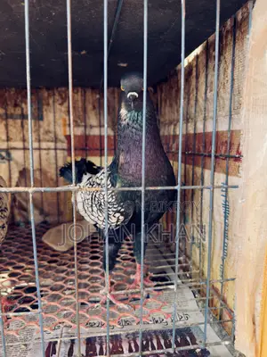 German Modern Pigeon