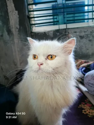 1+ year Female Purebred Persian