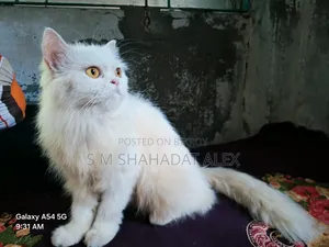 1+ year Female Purebred Persian