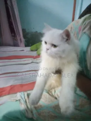 1+ year Female Purebred Persian