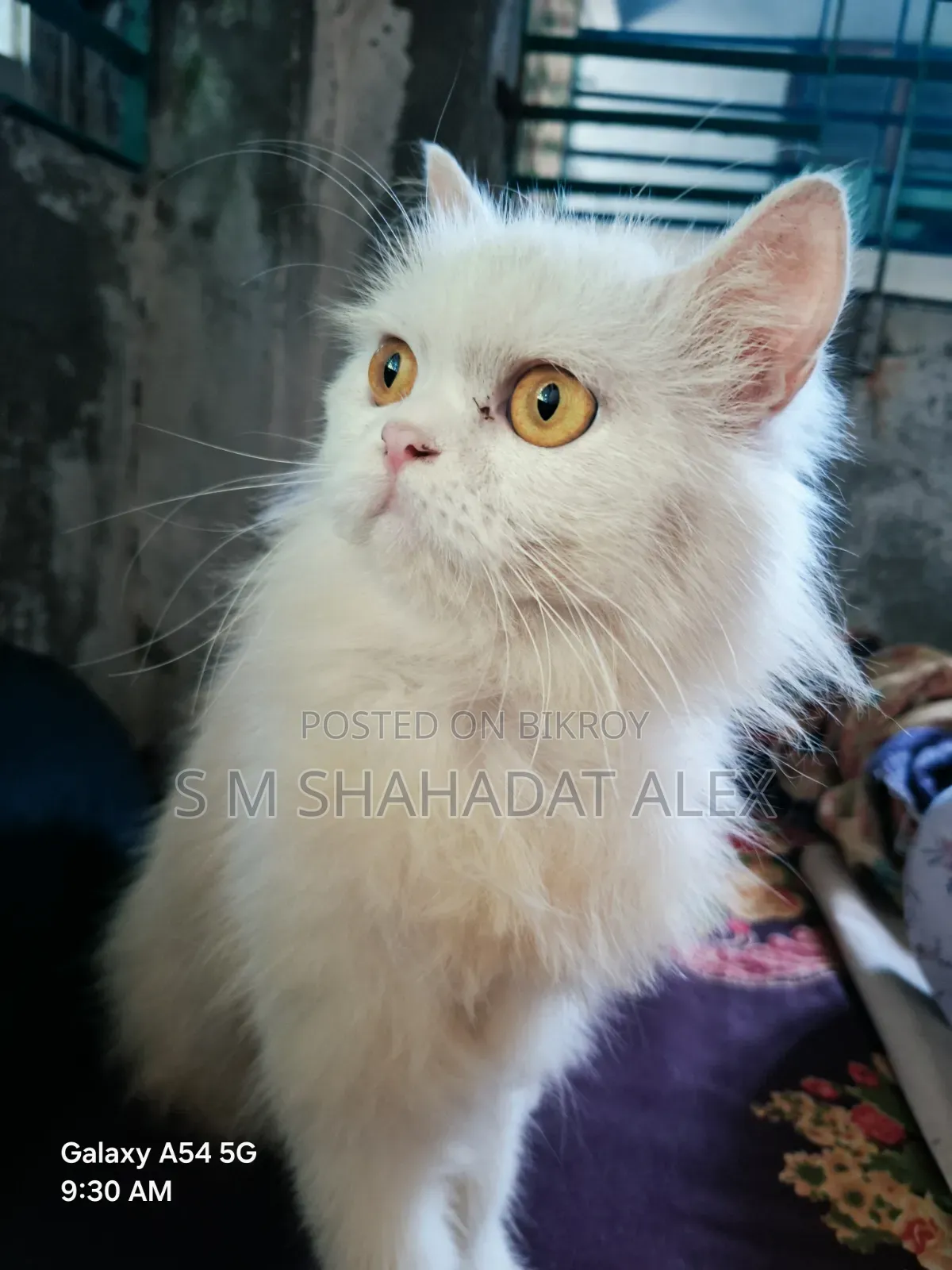 1+ year Female Purebred Persian