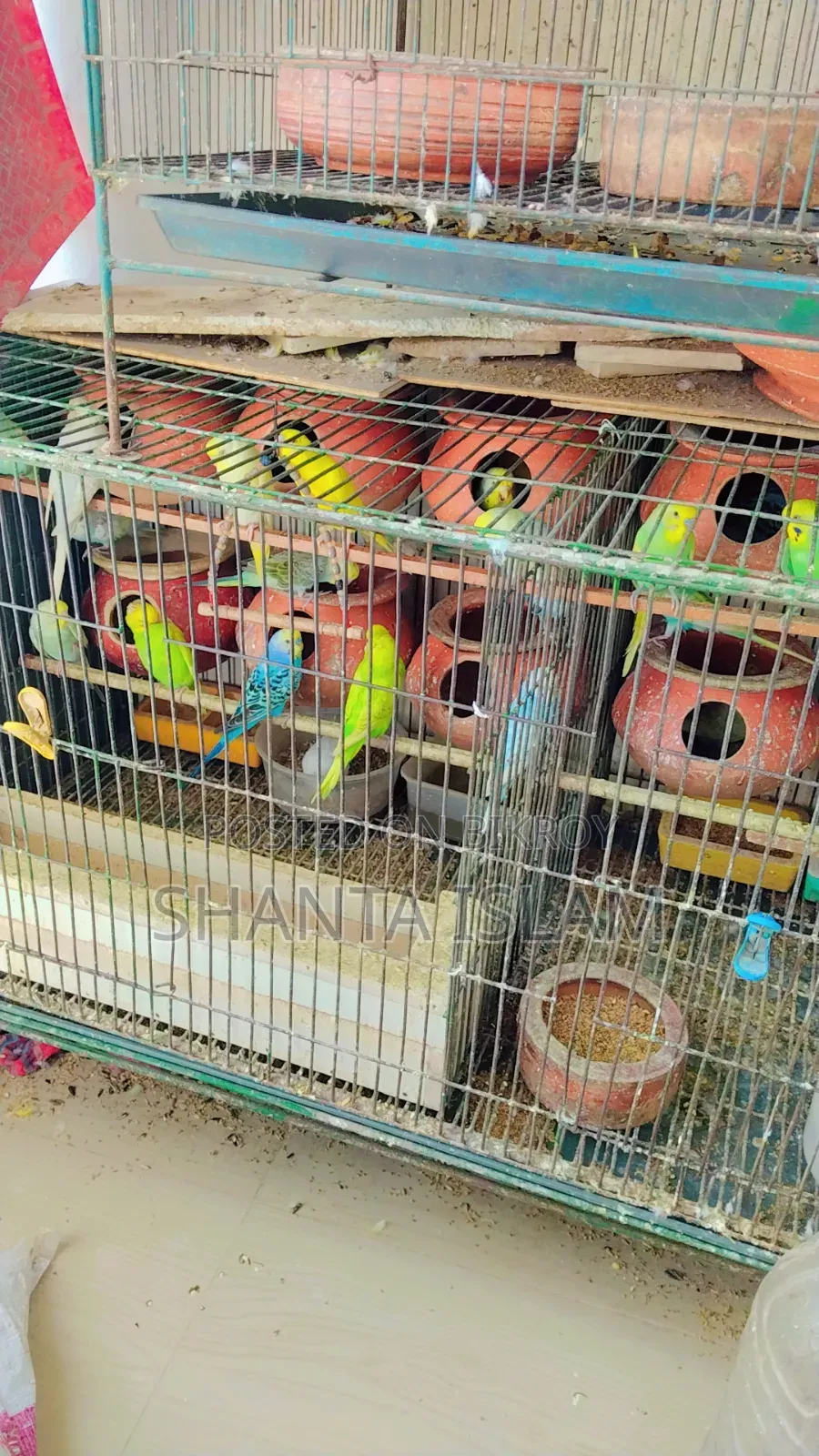 বারজিগর পাখির ছেটাপ ছেল করা হবে