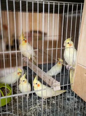 Cockatiel Breeding Pair. Male Lutino Female Lutino Pearl. Red Eye. 4 Babies.