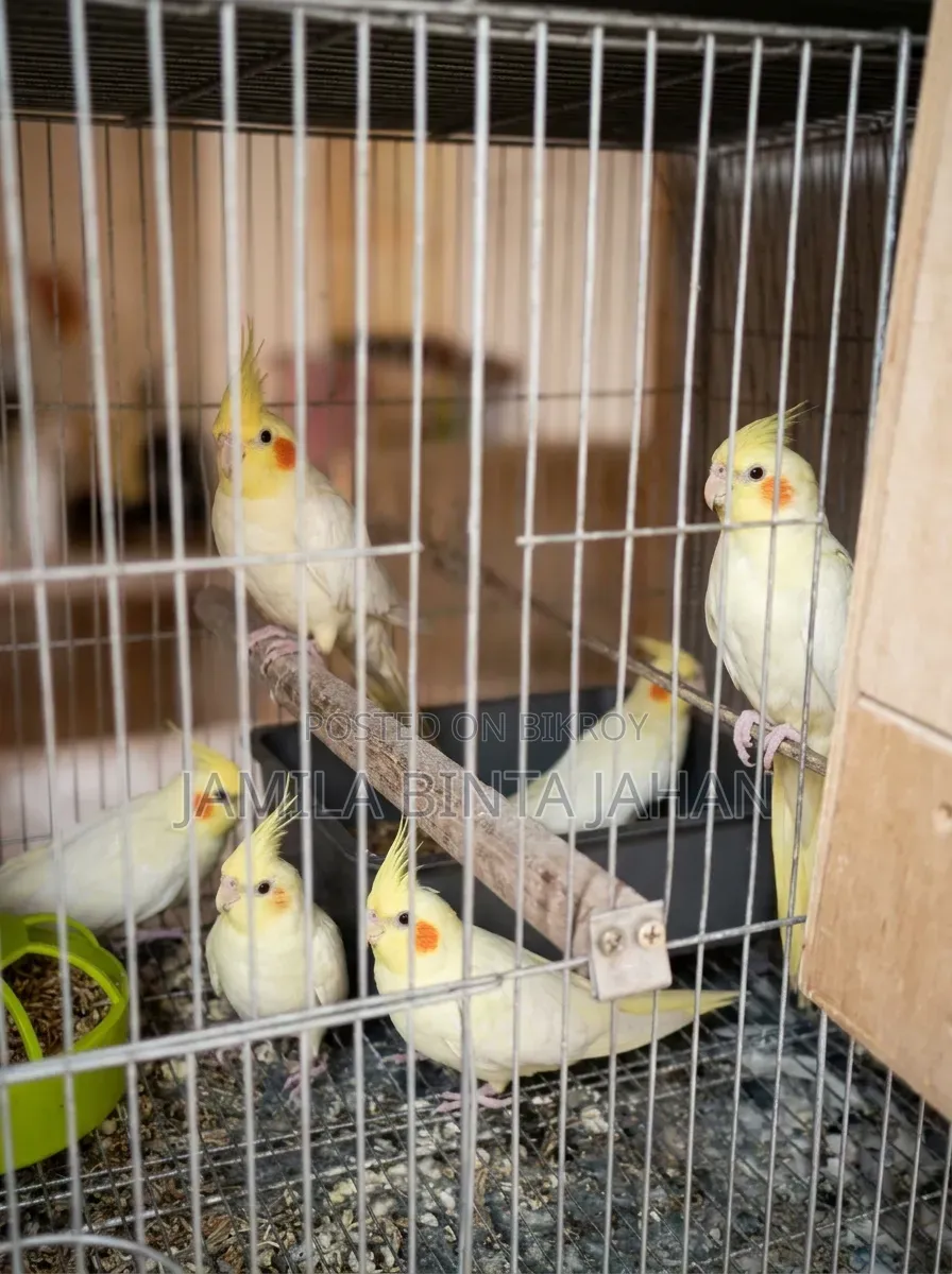Cockatiel Breeding Pair. Male Lutino Female Lutino Pearl. Red Eye. 4 Babies.