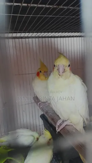 Cockatiel Breeding Pair. Male Lutino Female Lutino Pearl. Red Eye. 4 Babies.