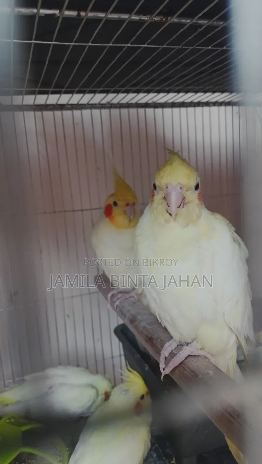 Cockatiel Breeding Pair. Male Lutino Female Lutino Pearl. Red Eye. 4 Babies.
